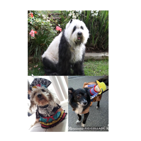 Animal Hospital in Patterson, CA | Patterson Veterinary Hospital Animal Hospital in Patterson, CA | Patterson Veterinary Hospital